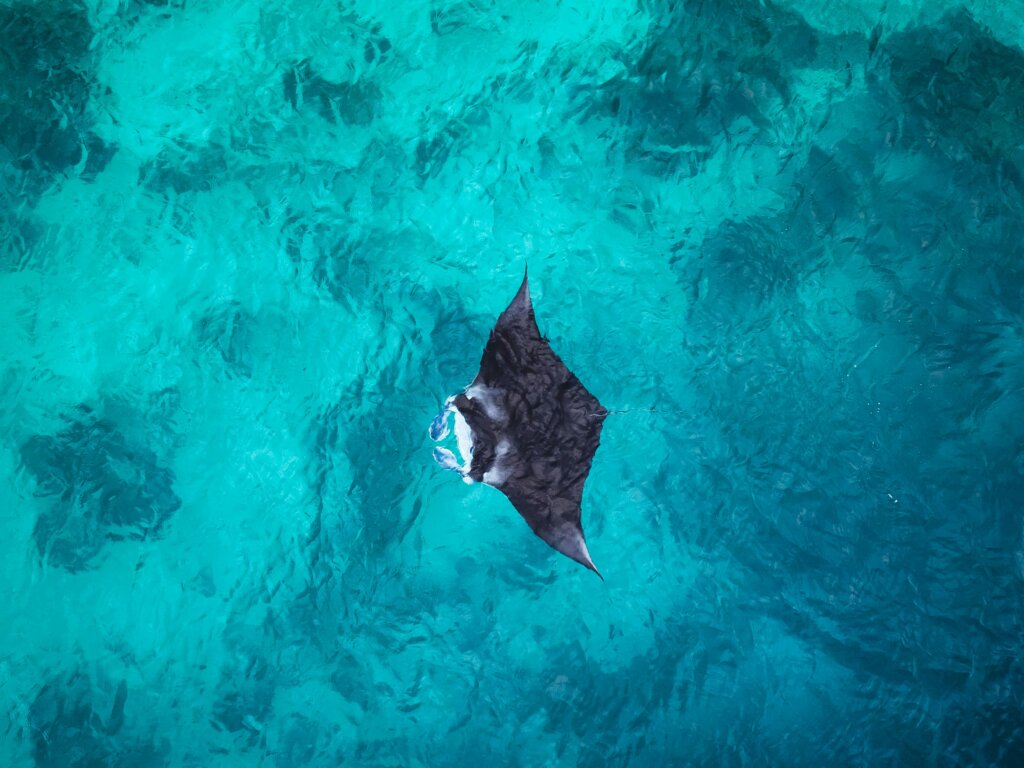 Manta ray in the Maldives