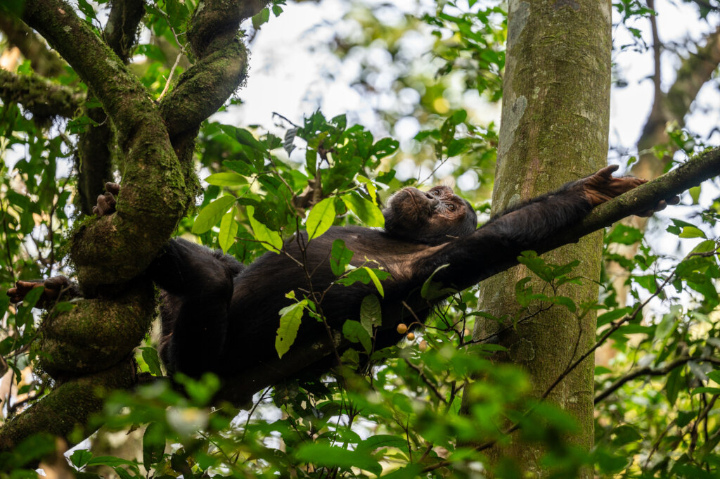 Chimpanzee lazing on a tree branch