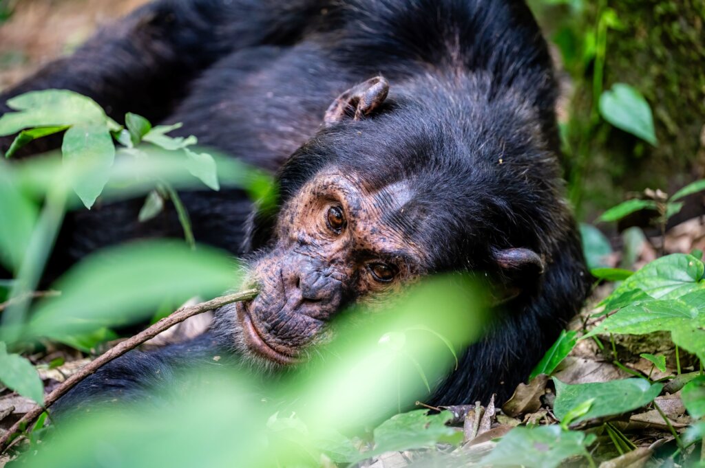 Chimpanzee looking directly at the camera