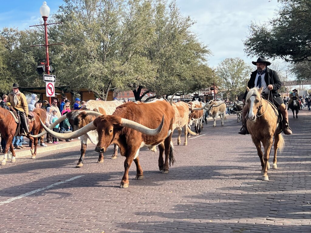 The long horn cattle drive making it's way down the main drive of the Stockyards in Fort Worth