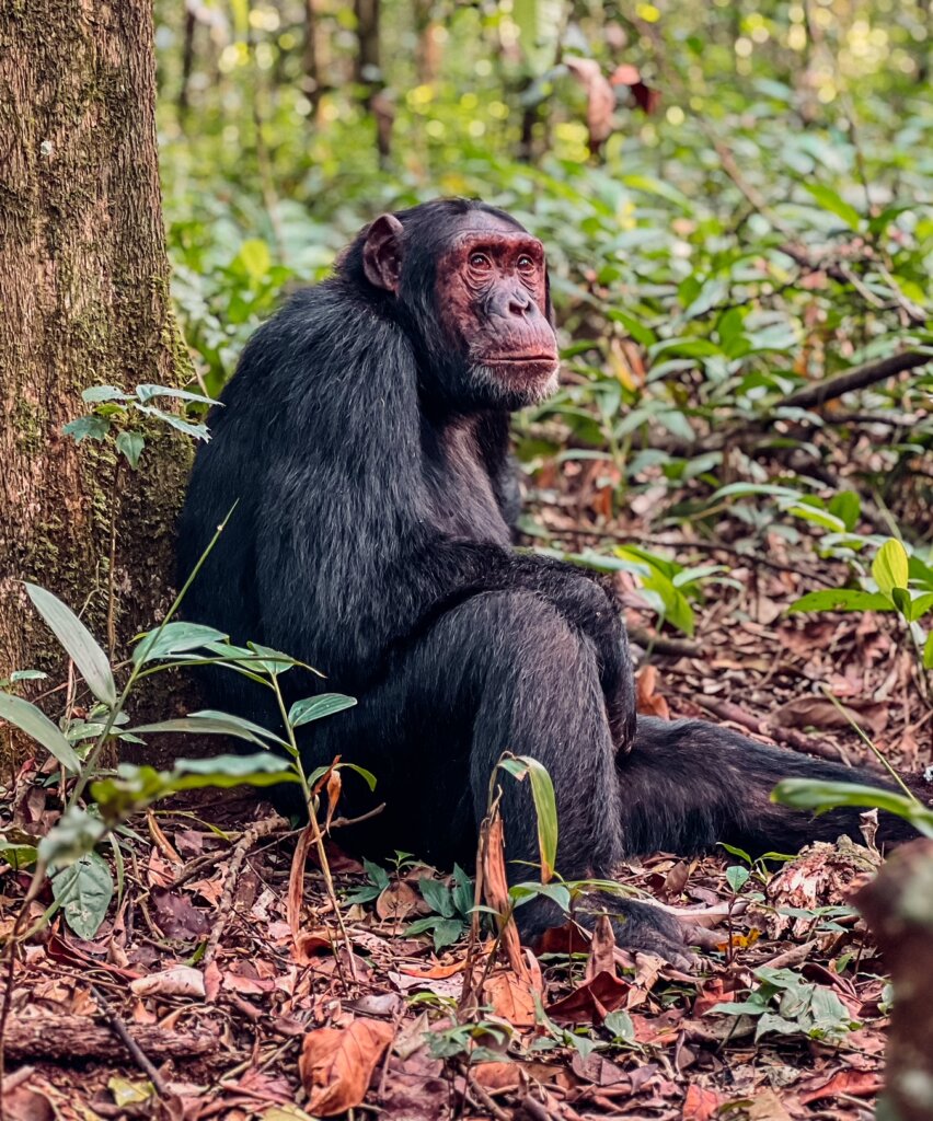 Chimpanzee in Kibale Forest, Uganda