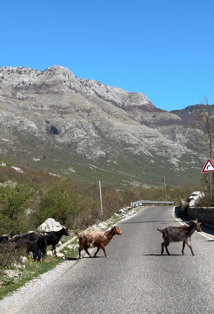 Goats crossing the road