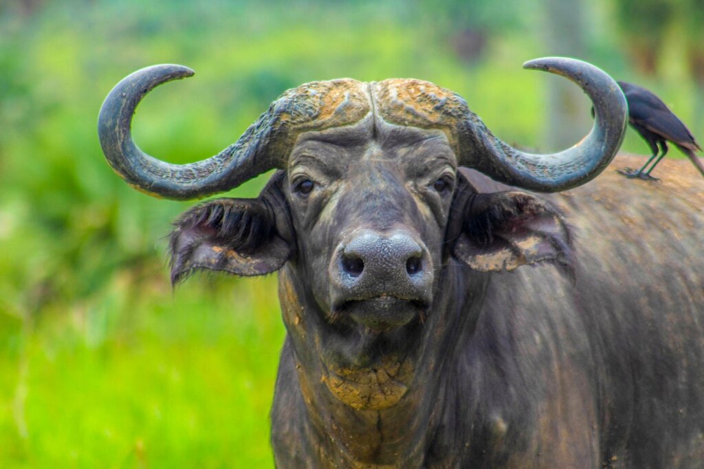 Cape Buffalo staring at the camera with a bird on its back