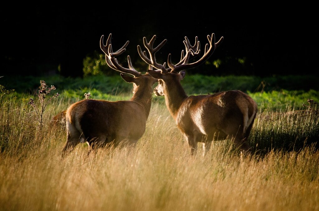 Deer in Richmond park