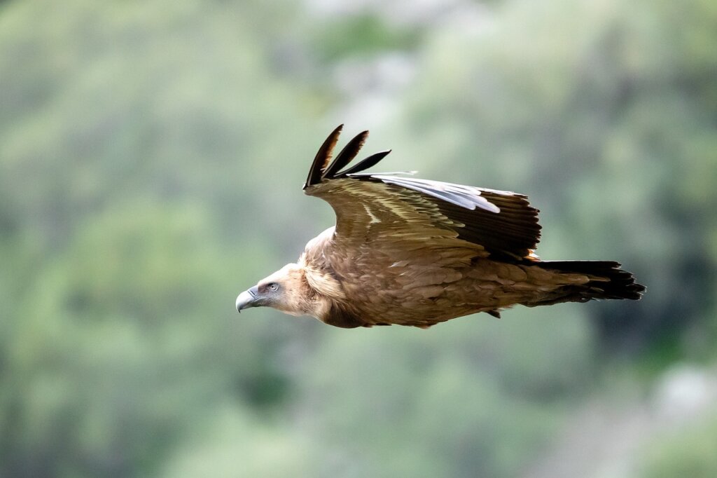 Griffon vulture mid flight