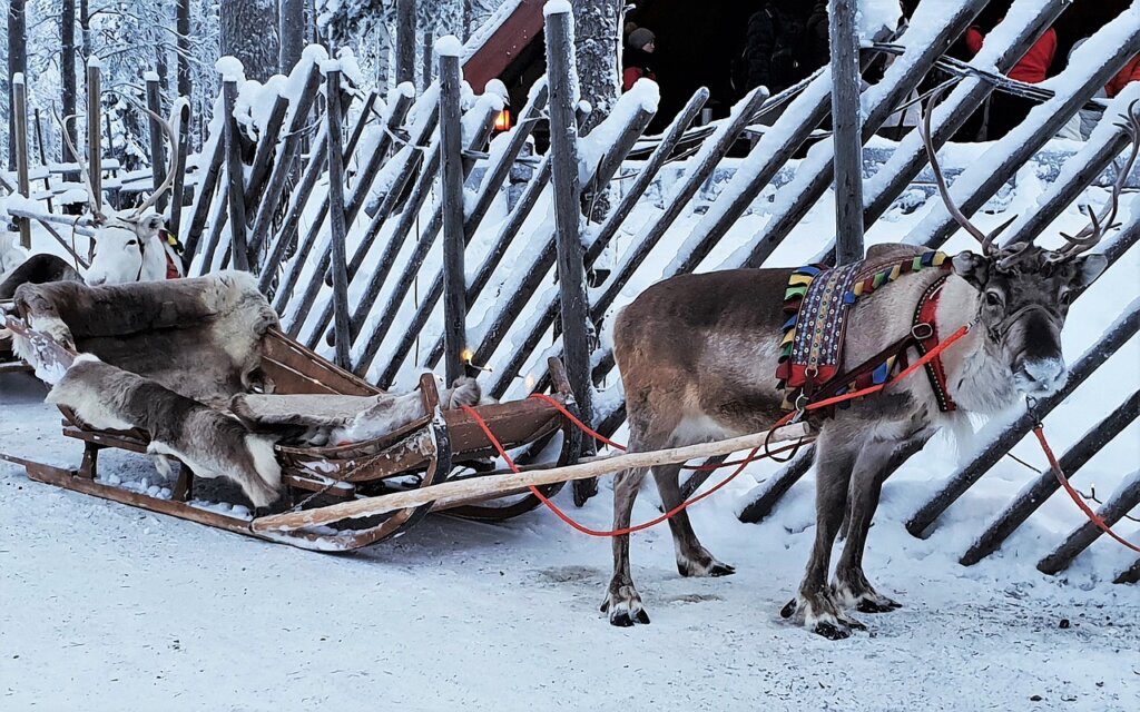 Reindeer harnessed up ready to pull a sledge