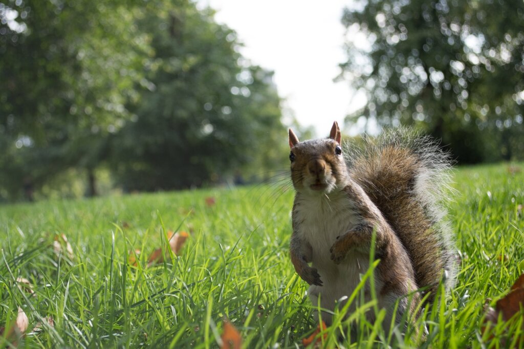 A squirrel looking at the camera