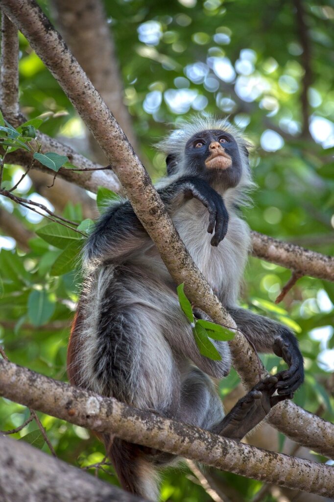 White colobus monkey