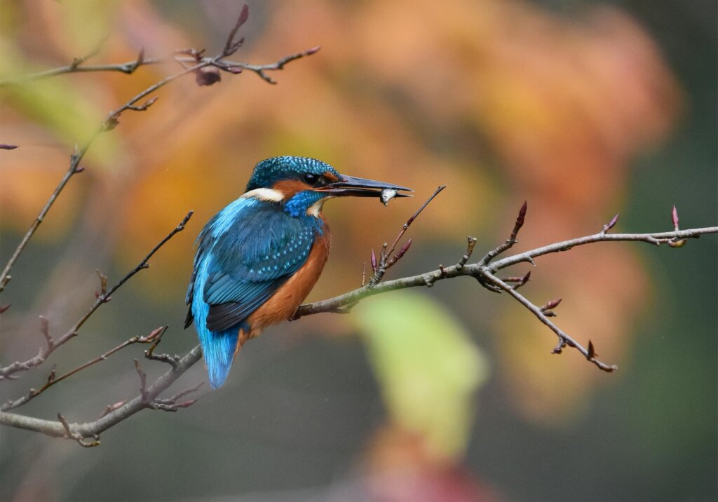 A colourful kingfisher sitting on a branch with food in its beak