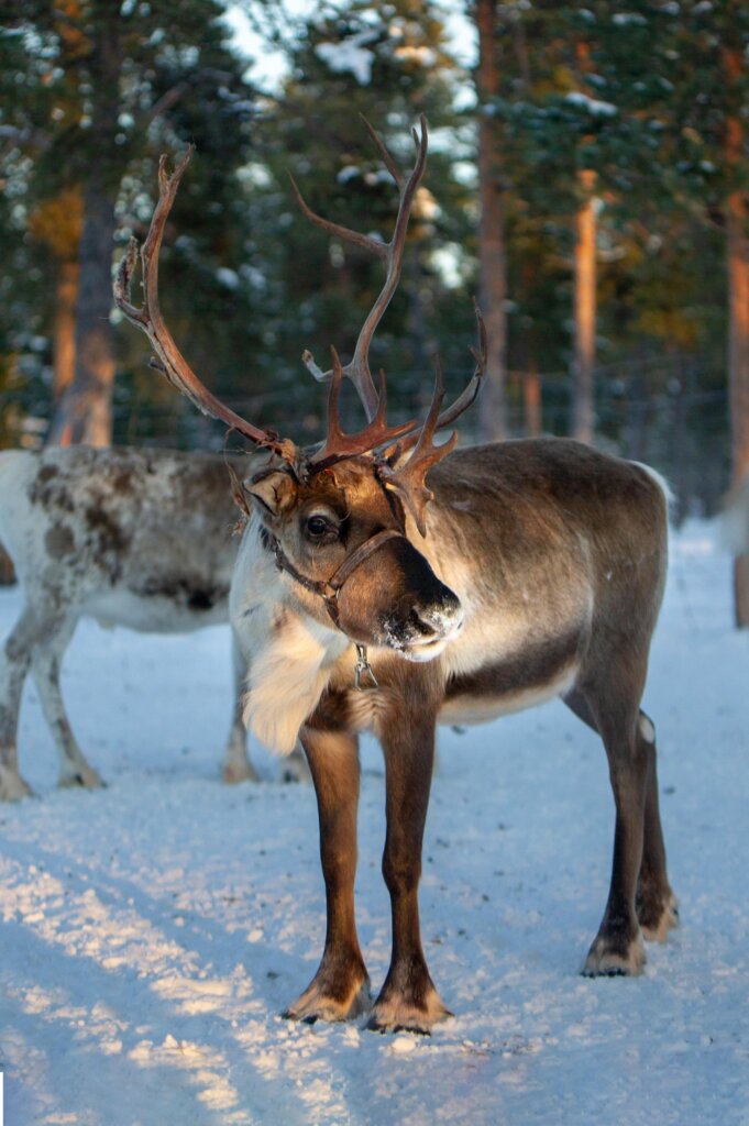 Reindeer