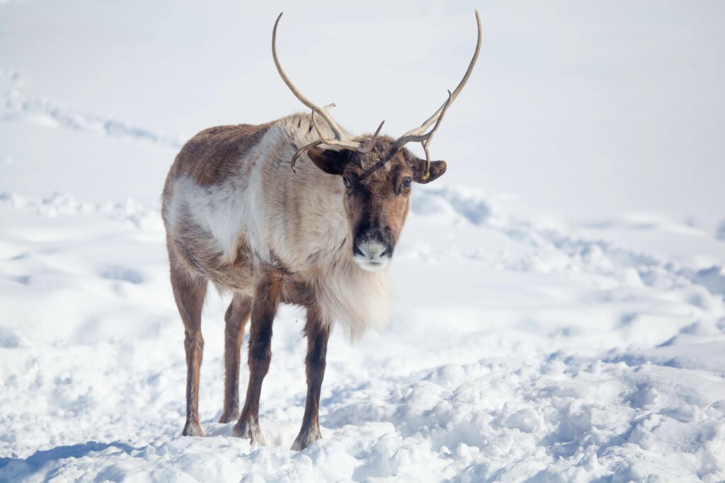 Reindeer