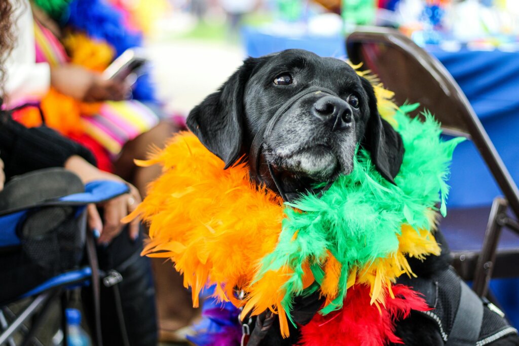 Dog dressed up for carnival