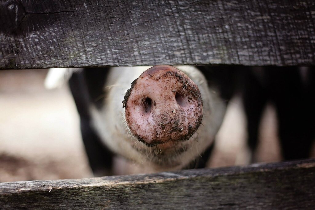 A pigs snout looking through a wooden post and rail fence