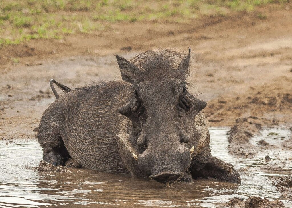 Warthog bathing in mud