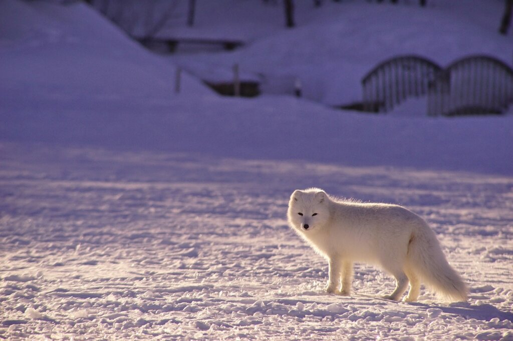 Arctic fox 