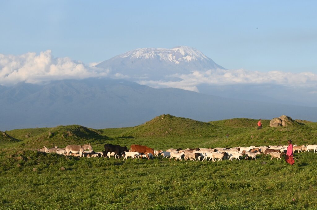 Maasai children herd their goats and cattle with Mount Kilimanjaro as a backdrop