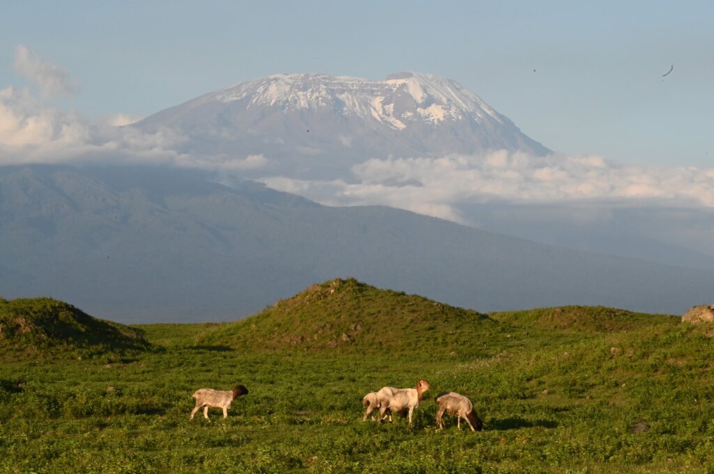 Some goats graze with Mount Kilimanjaro in the background