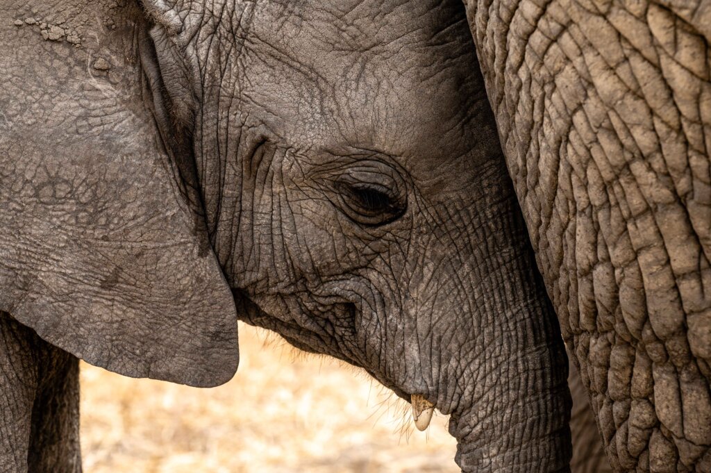 Baby elephant nestling into mum in Tarangire National Park, Tanzania