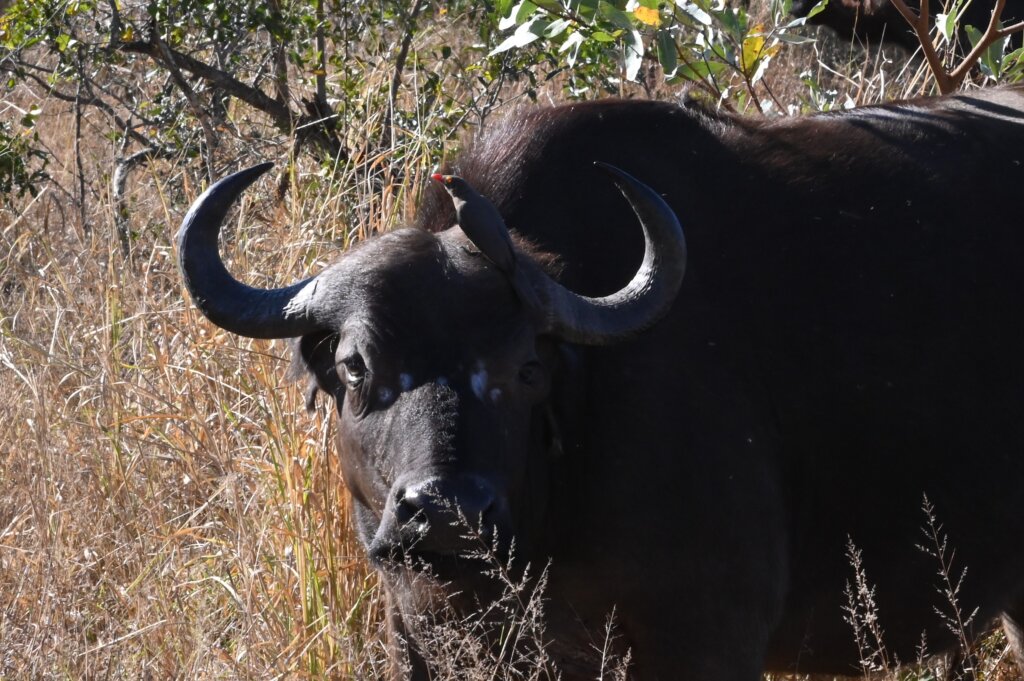 A cape buffalo with a bird on it's head in Thornybush Game Reserve