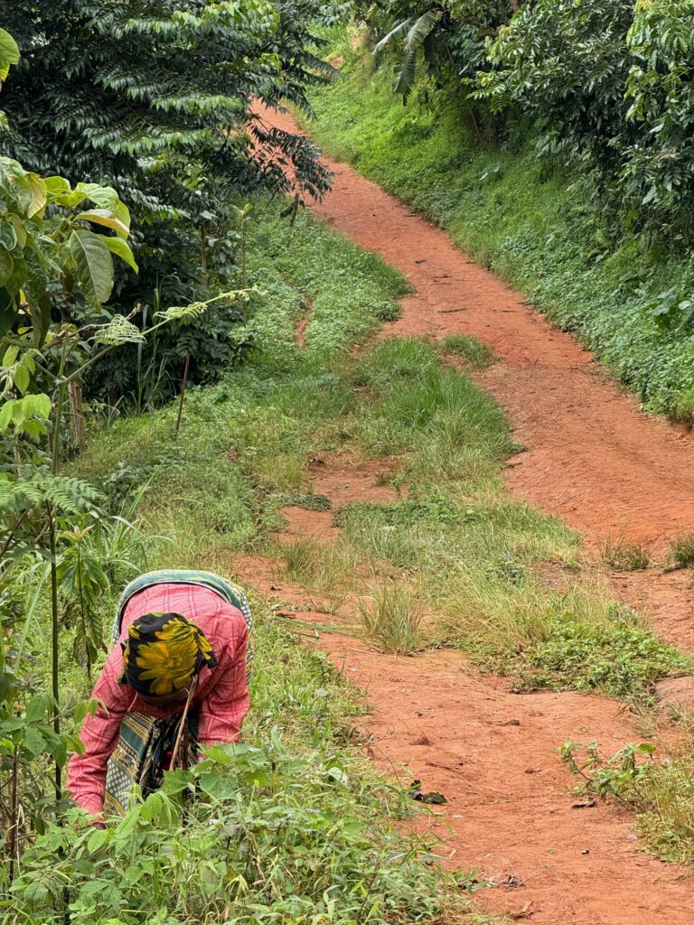 Chagga lady tending to her crops