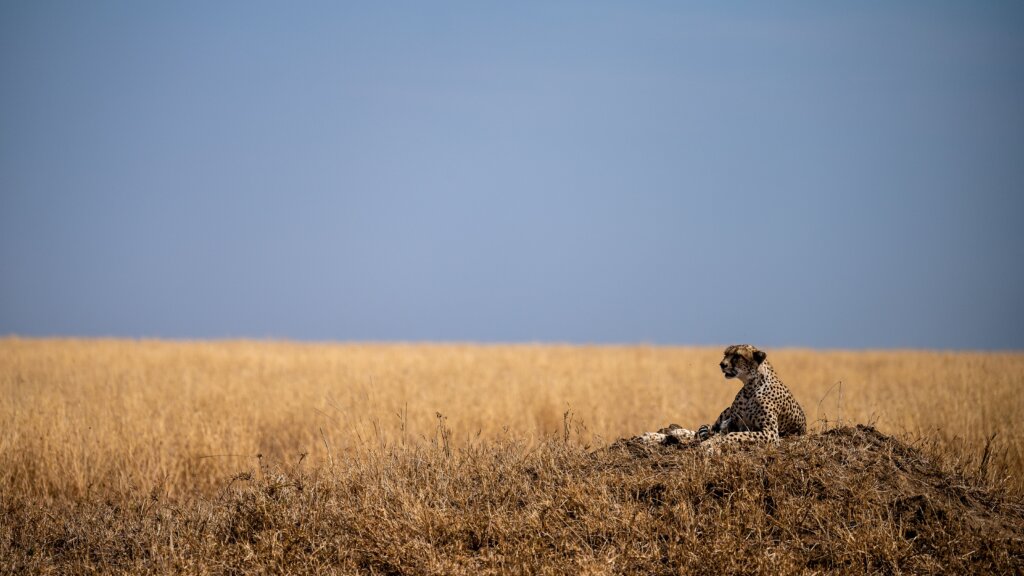 Cheetah lying on a termite mound in the Serengeti, Tanzania
