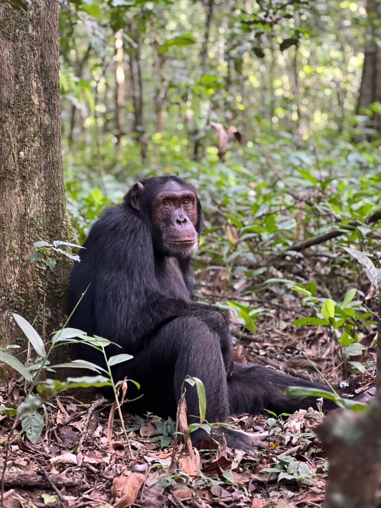 Chimpanzee in Kibale Forest National Park in Uganda