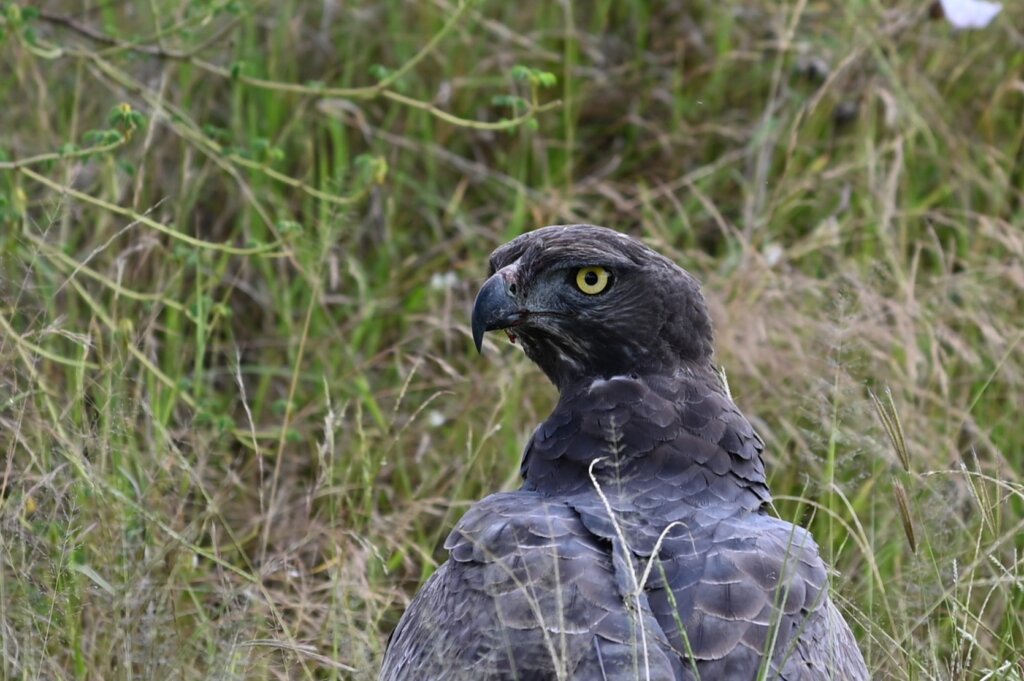 Marshal Eagle, Serengeti, Tazania