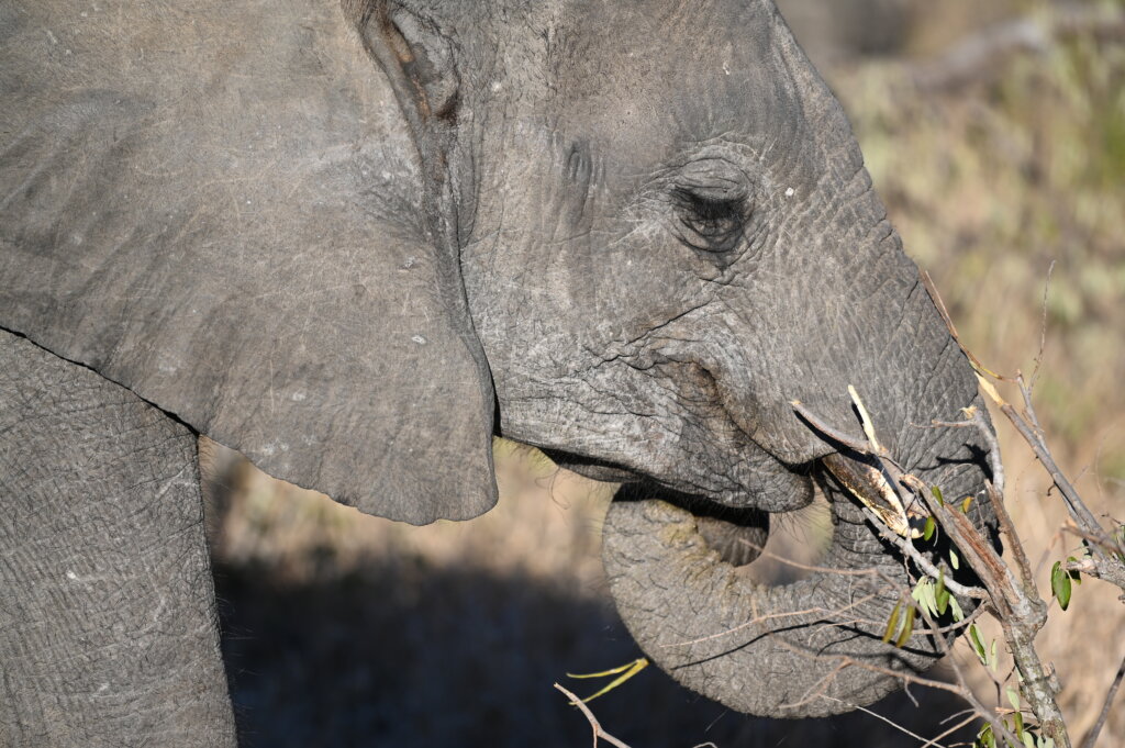 A young elephant eating