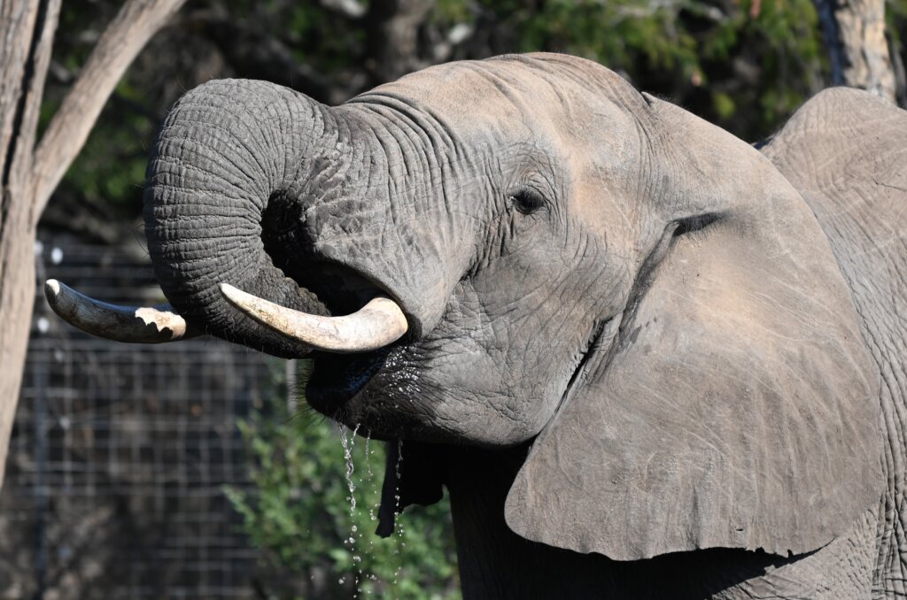 Elephant in Pridelands