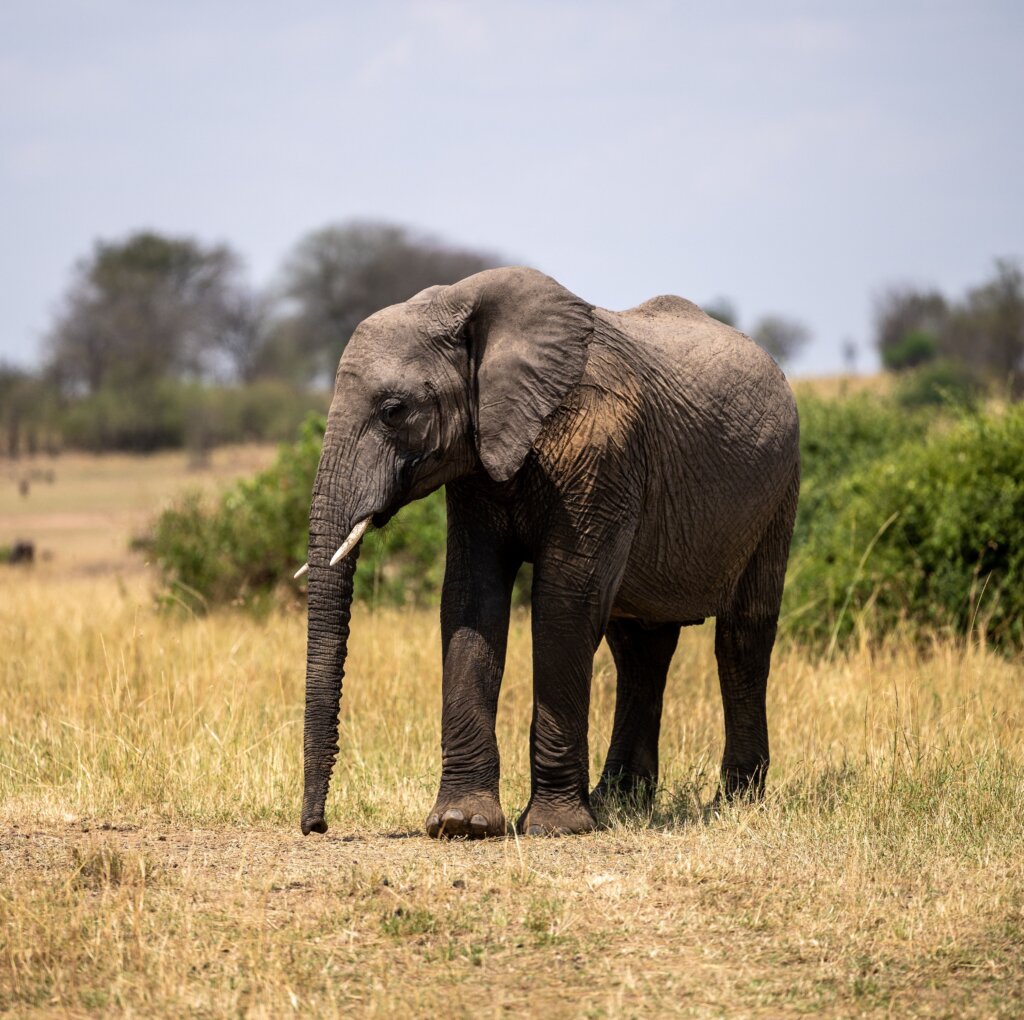 Elephant in Serengeti in August