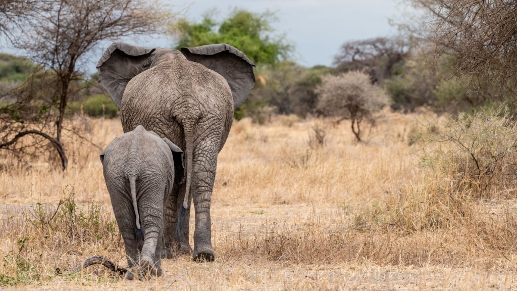 Elephants in Tarangire in August