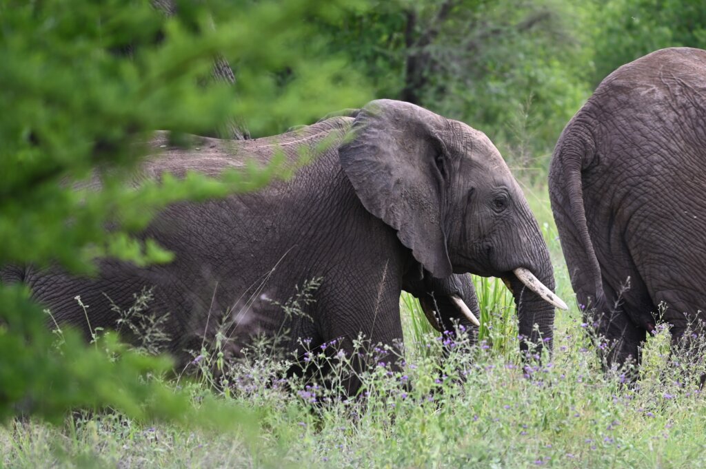 Elephants during the wet season 