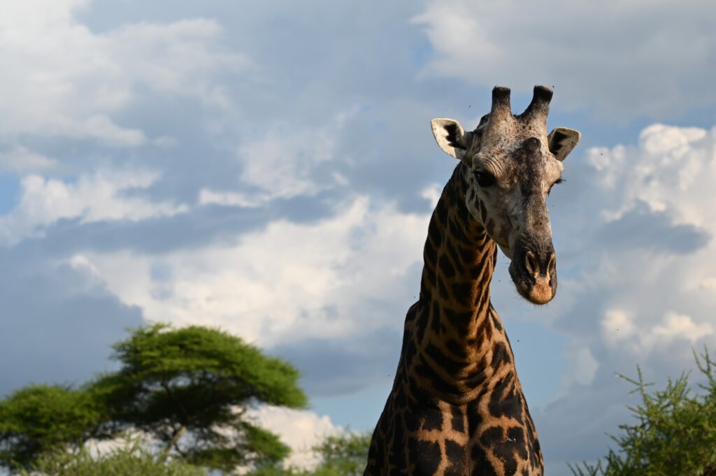 Giraffe in Serengeti