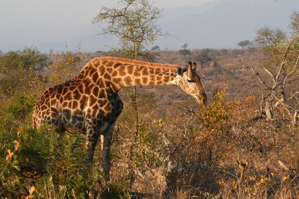 Giraffe in Pridelands