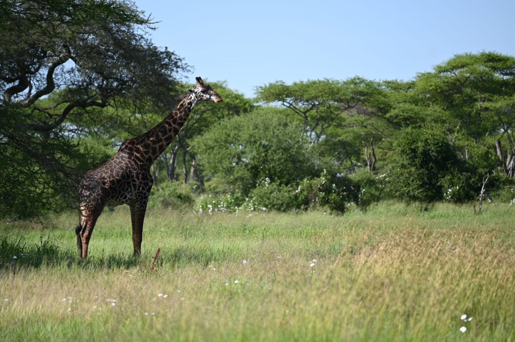 Giraffe in Serengeti in May - best time to visit Tanzania for green scenery