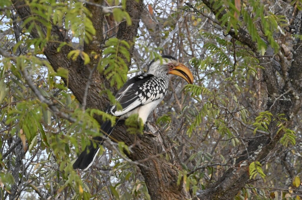 Yellow billed horn bill in Khaya Ndlovu