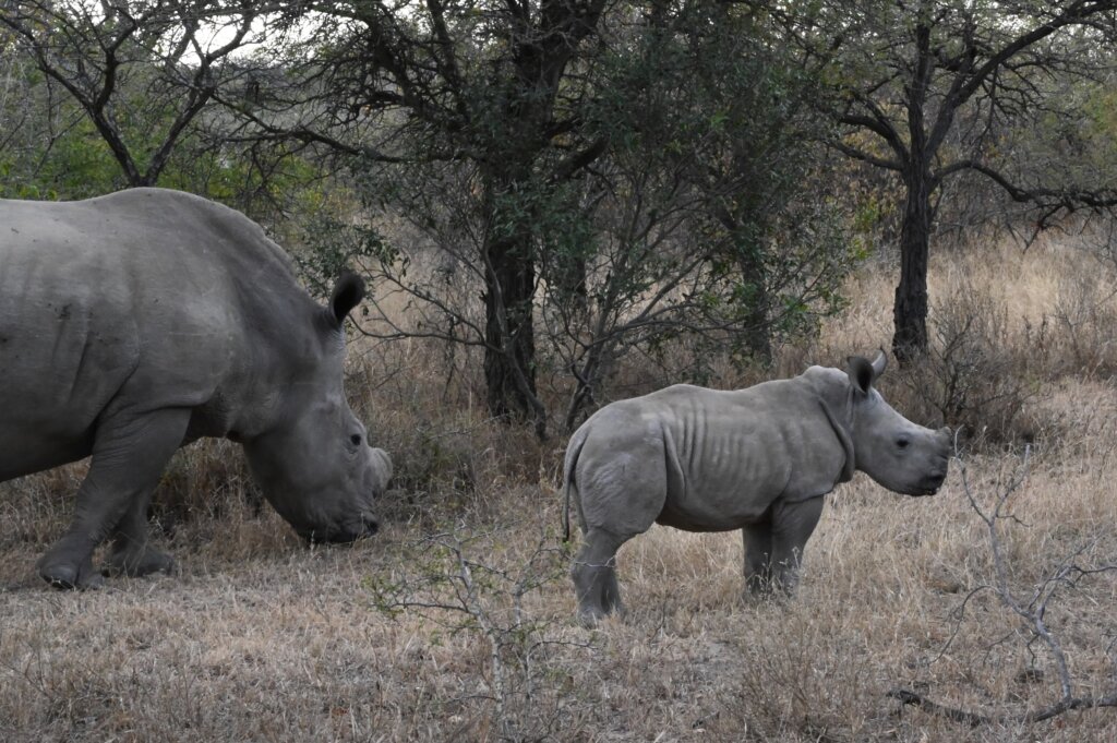 Baby rhino with it's mama in Khaya Ndlovu