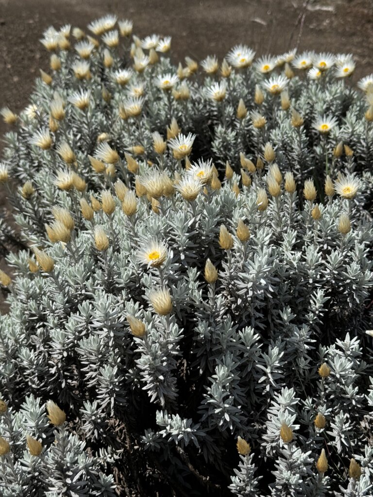 Wild flowers on Kilimanjaro