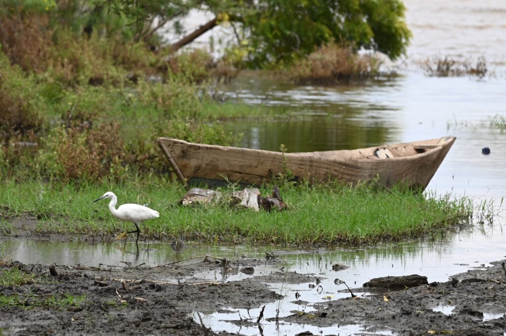 A heron walks through the floods in Lake Manyara with a local fisherman's boat in the background