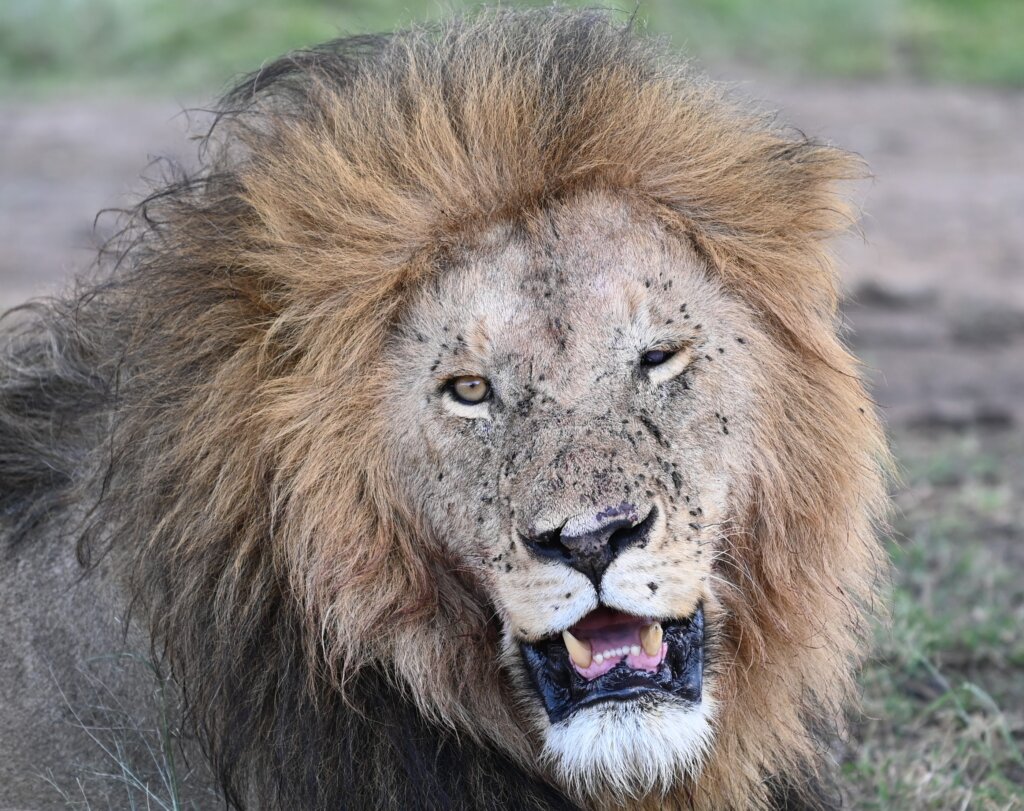 Lion with a damaged eye, Serengeti, Tanzania