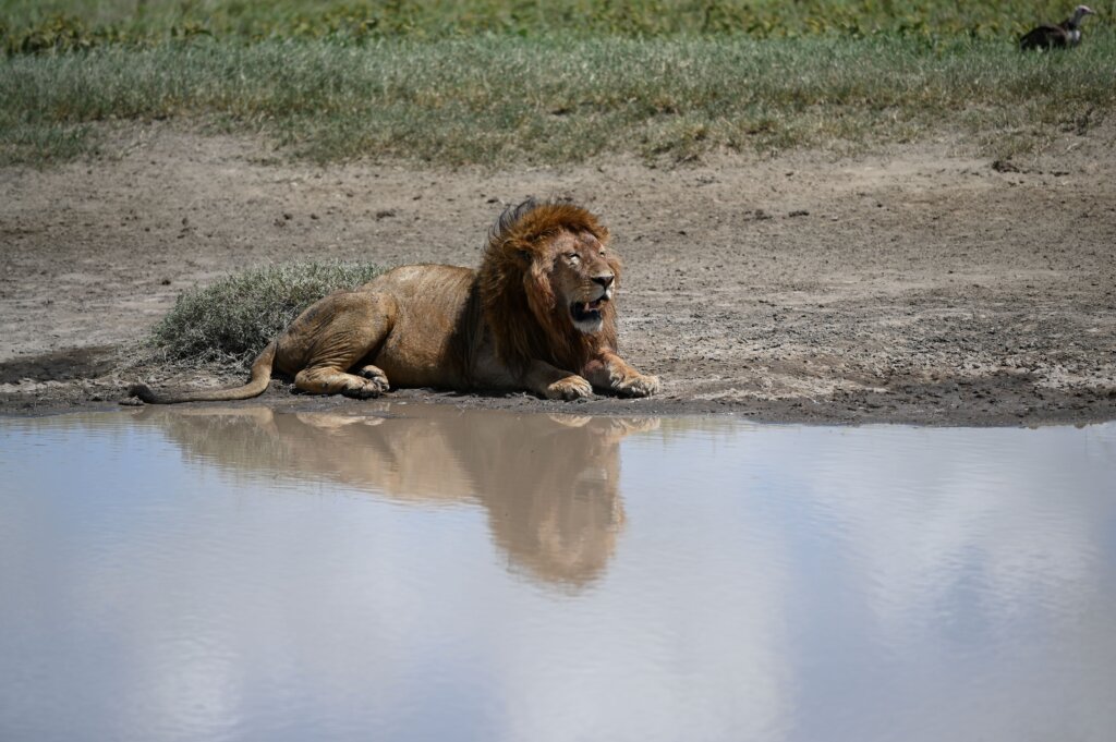 Photo of a lion by a waterhole taken with a Nikon Z6