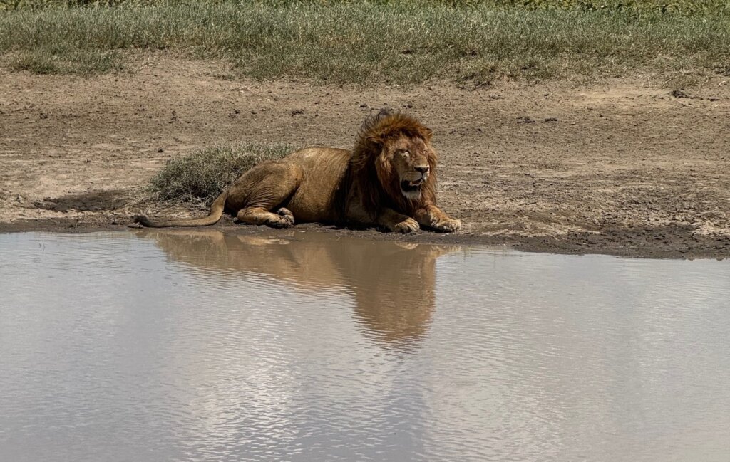 Photo of lion by waterhole taken with an iPhone 15 Pro Max