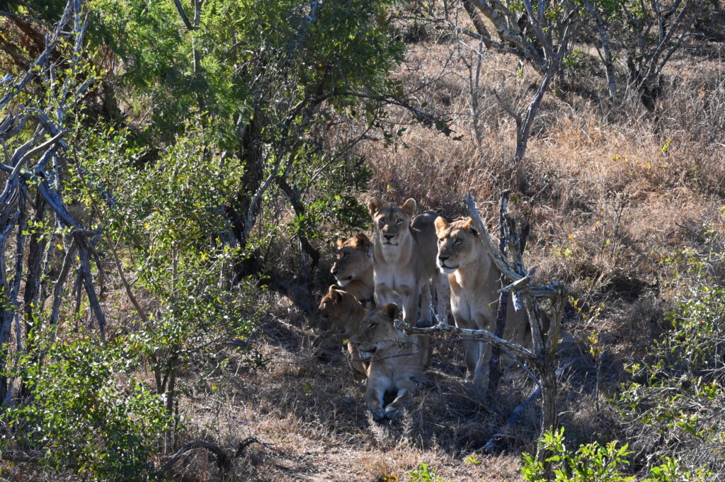 A pride of lion in Thornybush Game Reserve