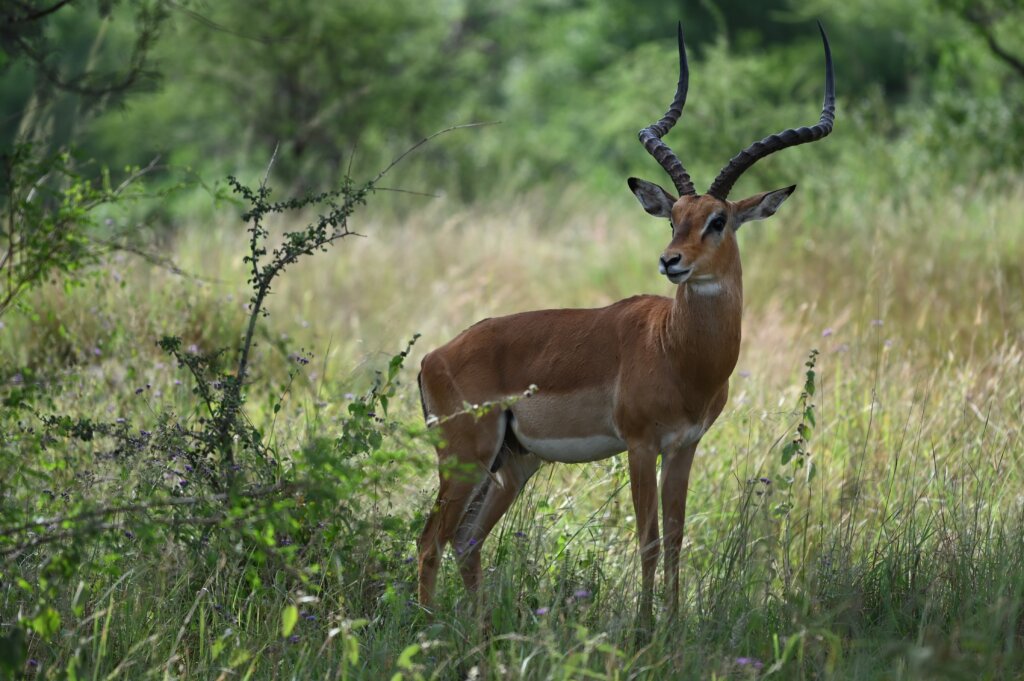 A male impala