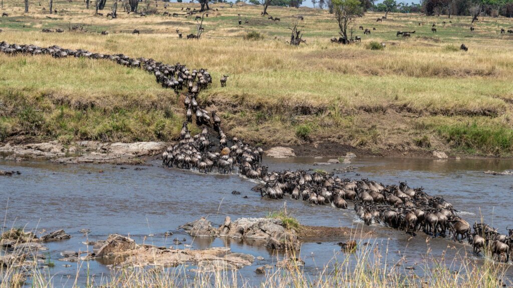 Wildebeest Migration crossing the Mara River