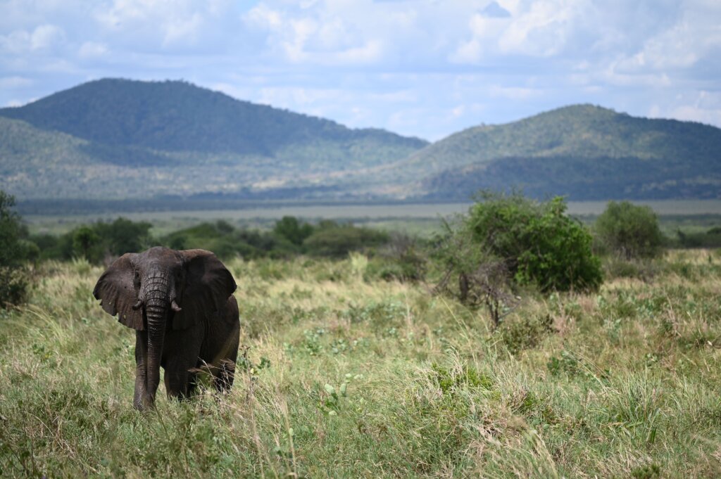 Elephant in Mkomazi National Park