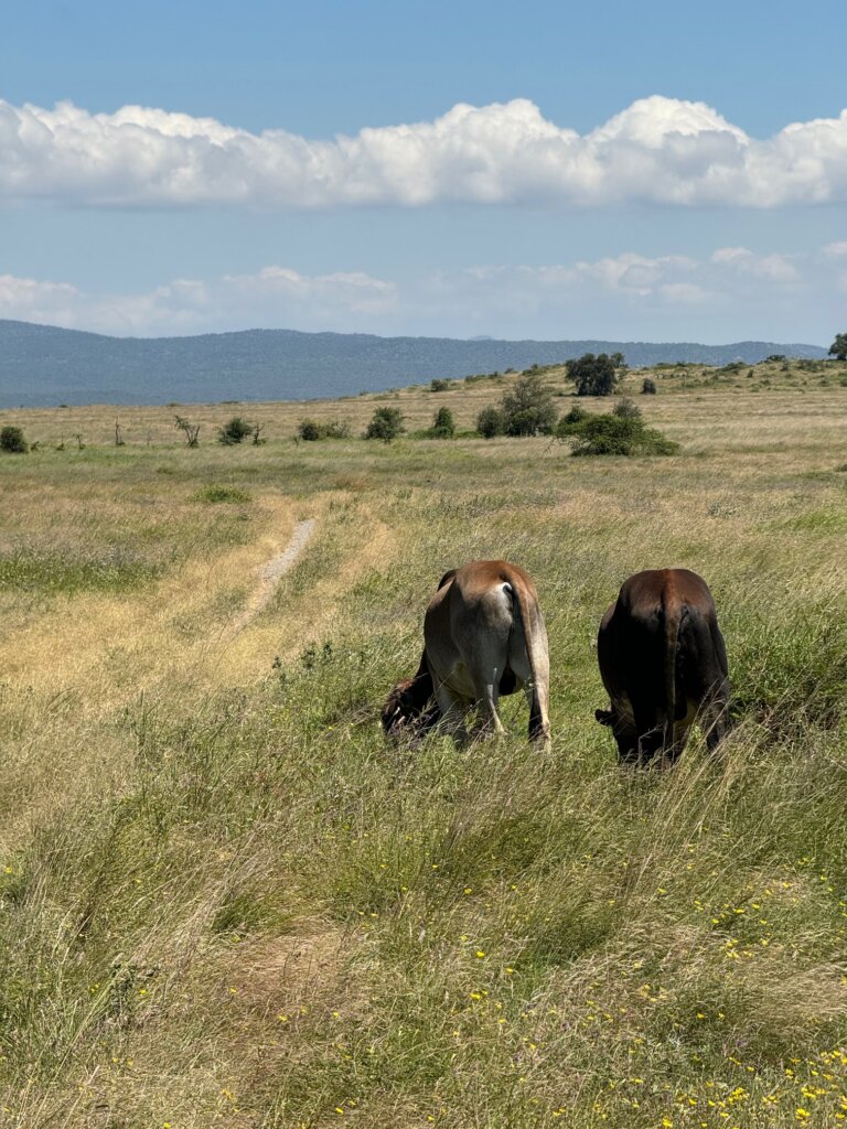 Maasai cattle grazing