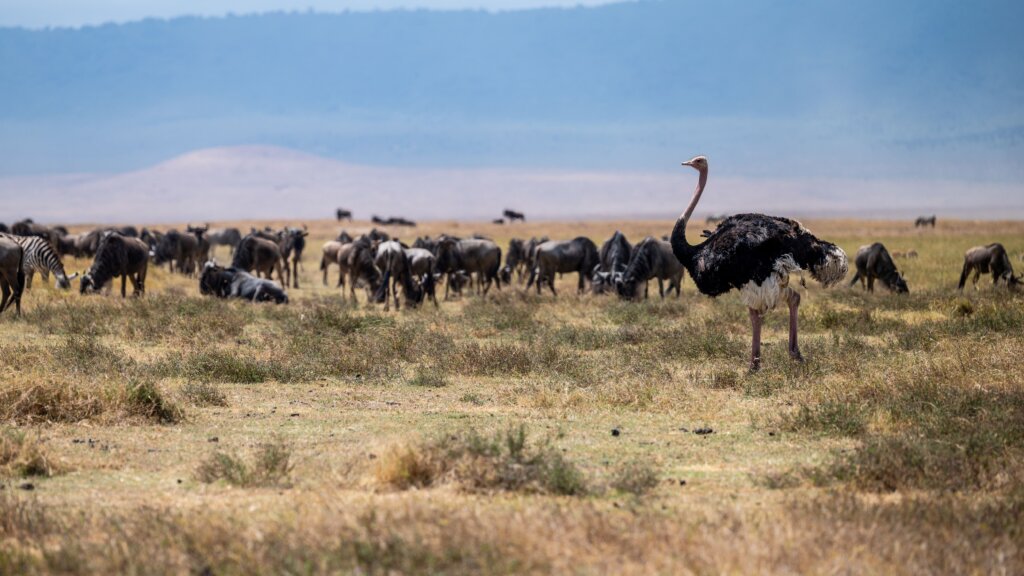 Zebra, wildebeest and an ostrich in Ngorongoro Caldera, Tanzania