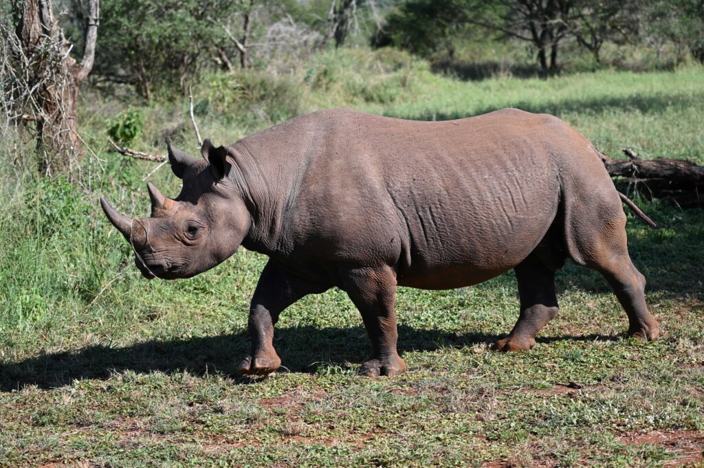 Black Rhino in Mkomazi Rhino Sanctuary, Tanzania