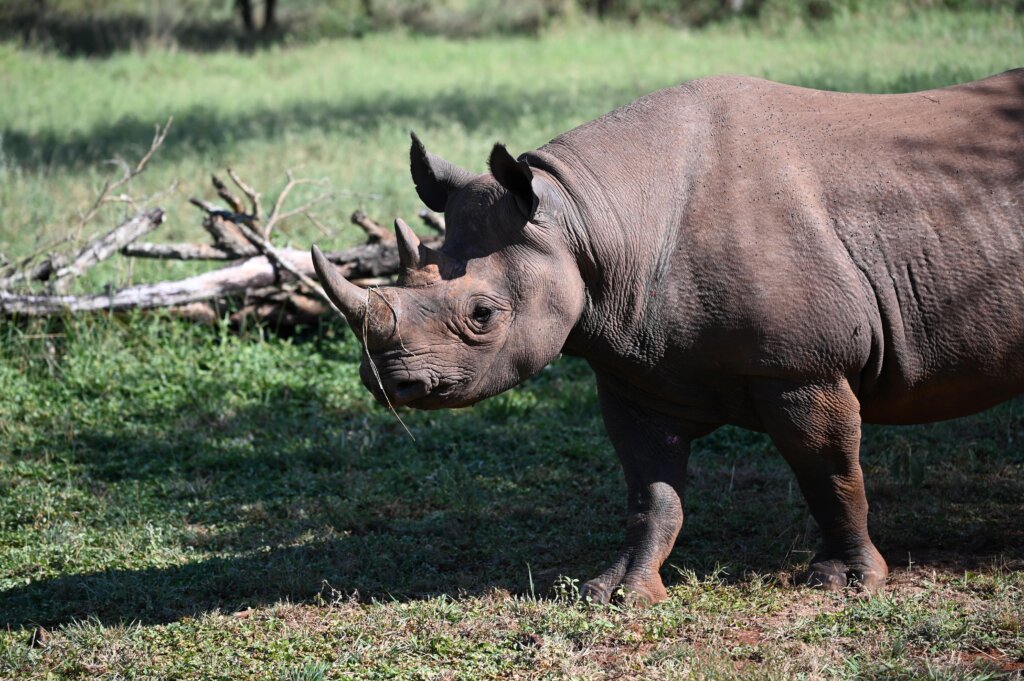 Rhino in Mkomazi